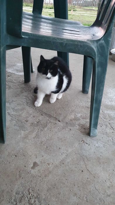 Спасете млади котета - остават сами на произвола на съдбата