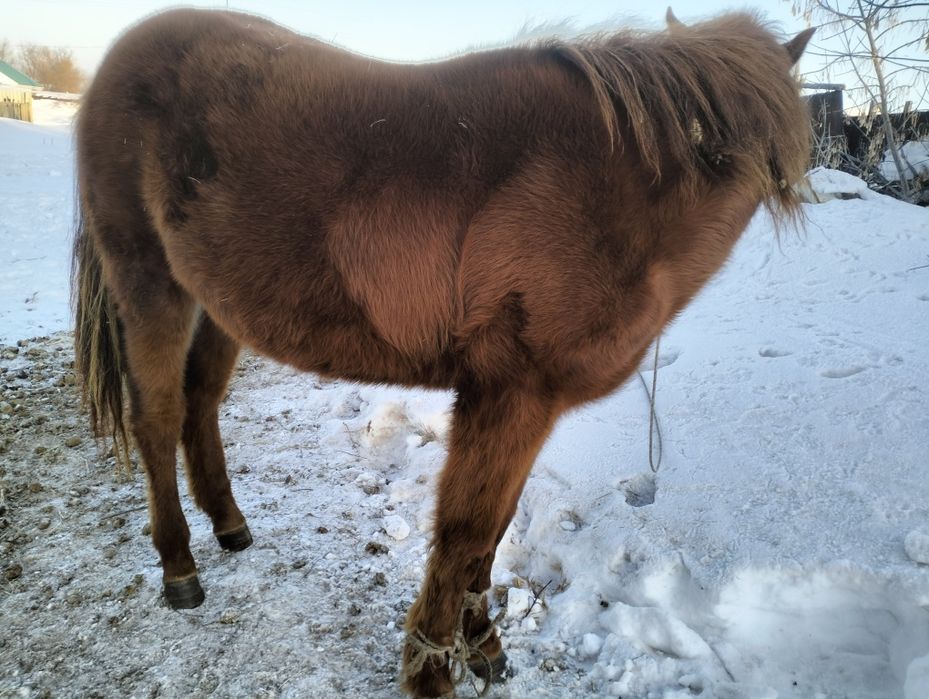 Өгіз және құнан сатылады