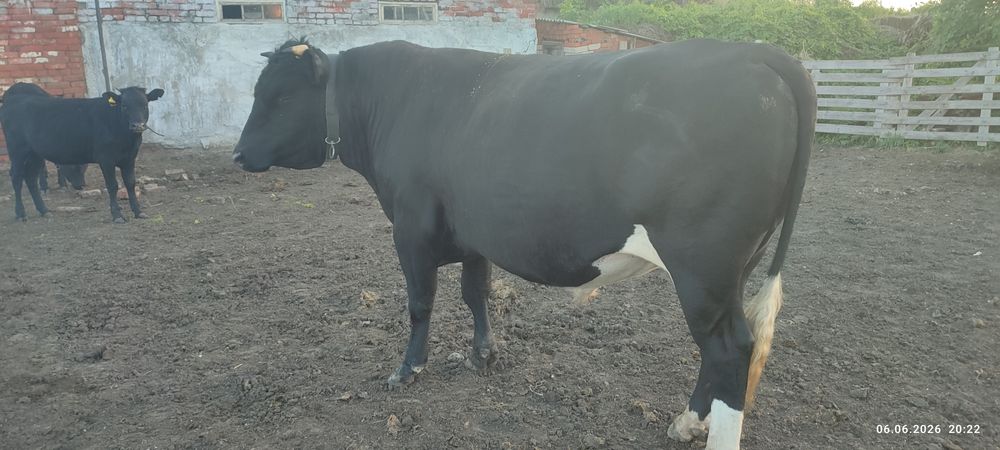 продам быка 3 года