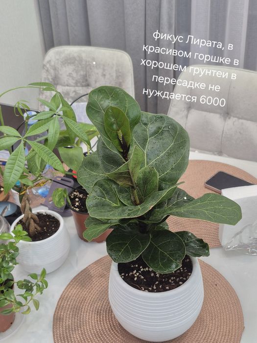 Продам комнатные растения