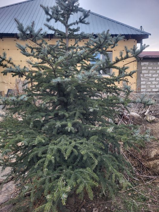 Ель голубая,7штук