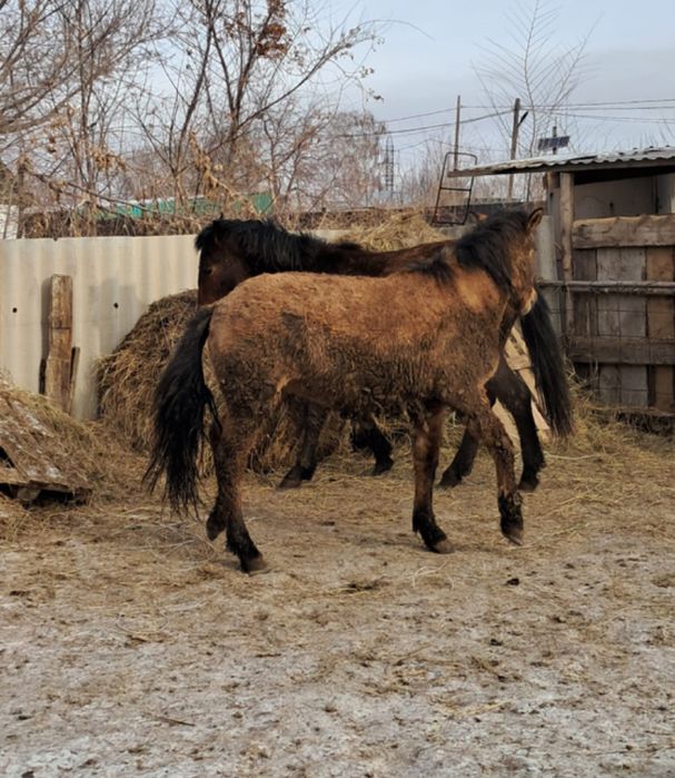Продам лошадей молодняк
