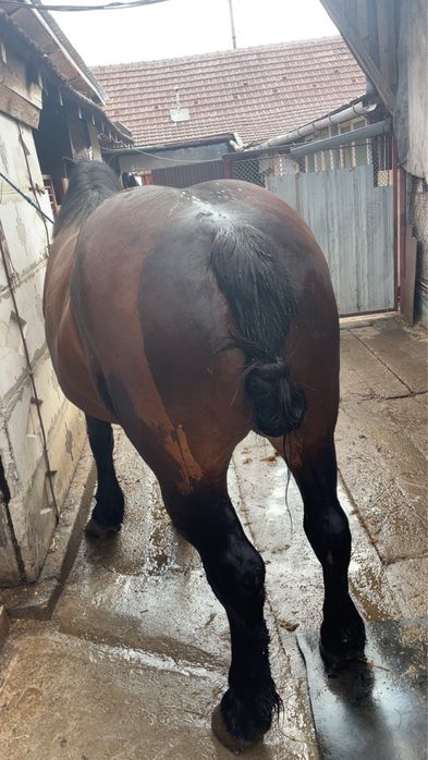 Iapa 6 pe 7 ani cumintenie maxima