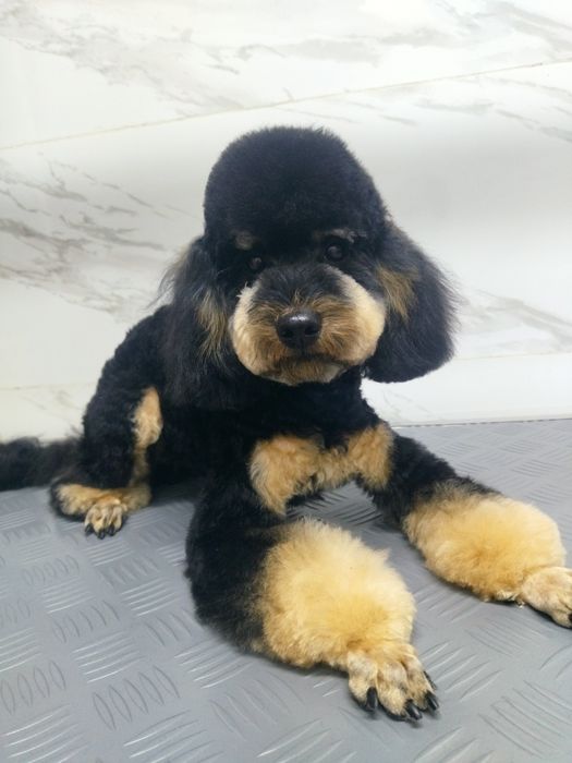 Мальчишка той пудель