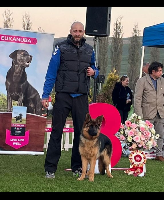 Ciobanesc german de vânzare