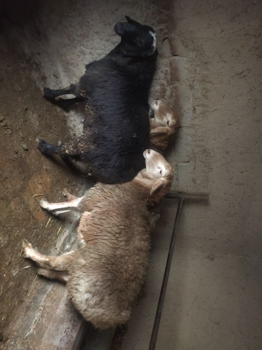 Арашан ва Эдильбай кучкорлар