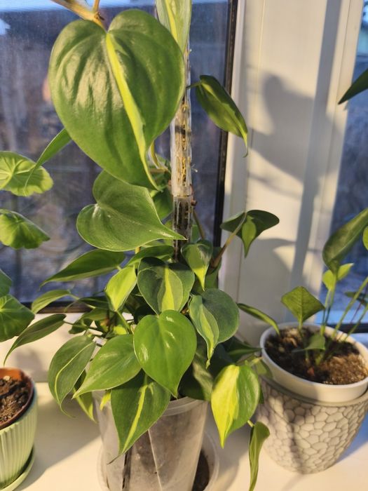 Продам филодендрон.