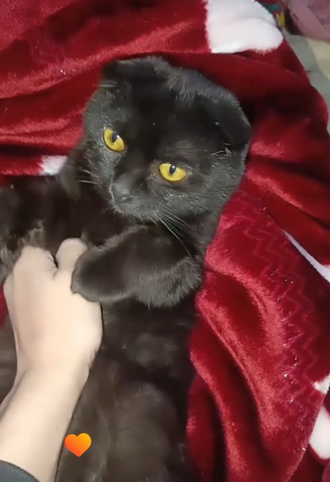 Vyazkaga (SOTILMAYDI) Erkak mushuk 1.5 yosh.Toza zotli.Barsik.100 ming