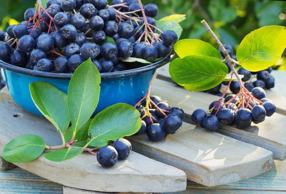 Vand Aronia 100% naturala, din gradina proprie