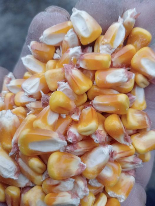 Porumb boabe, grăunte, grau Floarea soarelui 
 pestriță 2025