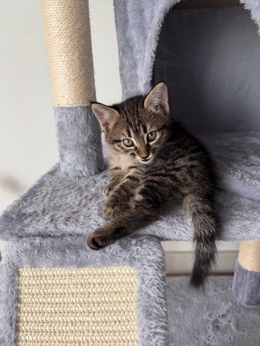 Подарю замечательных котят