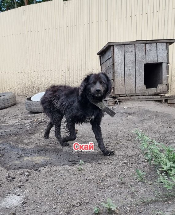 Дарю в добрые и ответственные руки