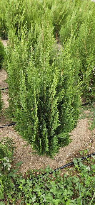 Туя източна ,смаракт 120-140 см.