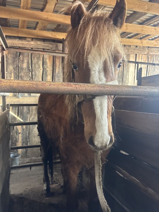 Продам Лошадей.