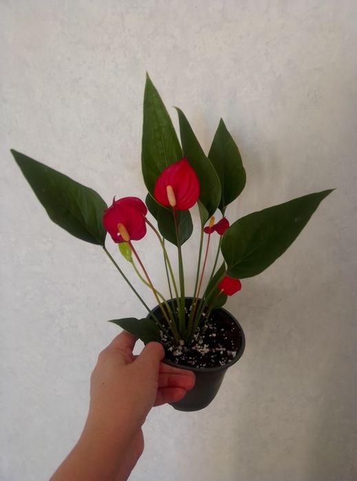 Комнатные цветы ,Антуриум