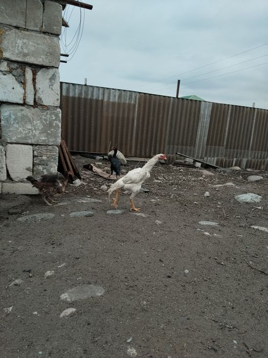 Продам дакан продам