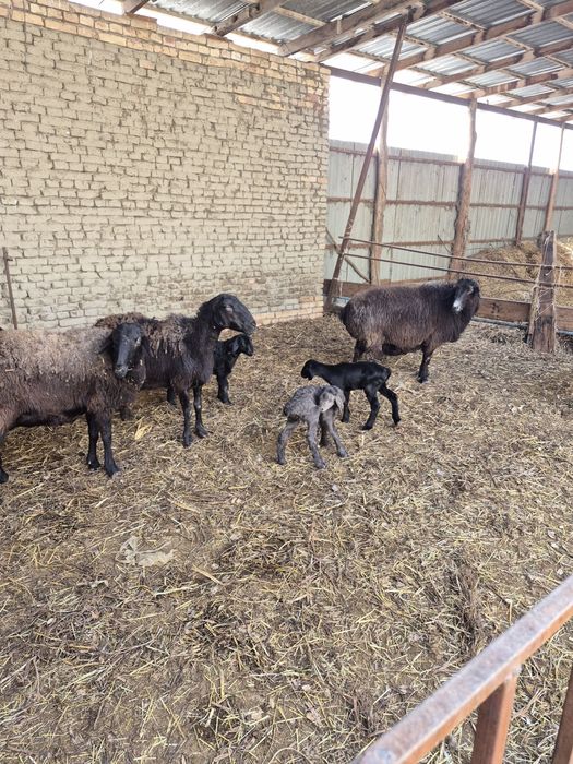 ona bola qo’ylar sotiladi.!