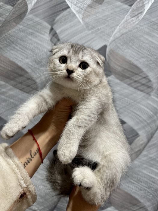 шиншилла шикарный машьчик