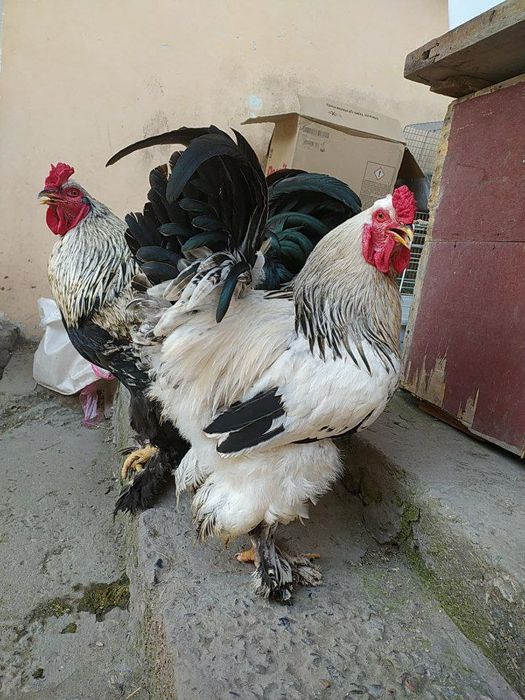 Брама питух. Brama xo'roz