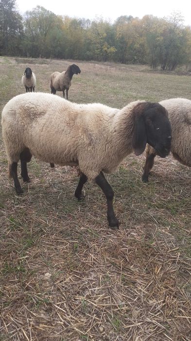 Berbec carabaș sarbesc