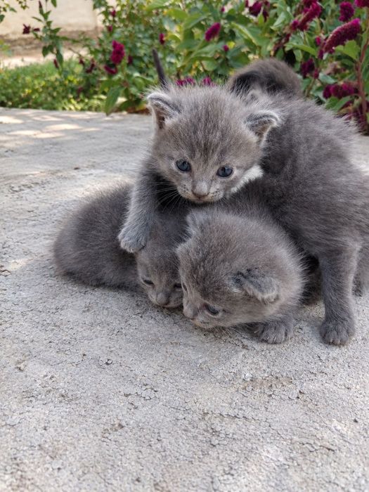 Продаются котята