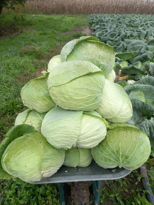 Varză de vânzare