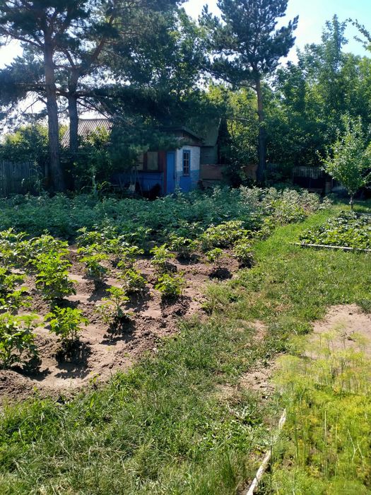 Продам дачу мелиаратор