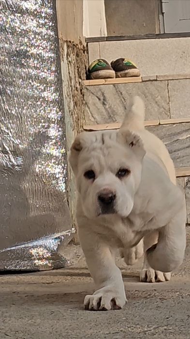 Alabay, 1yil2oylik tyaj 85kg