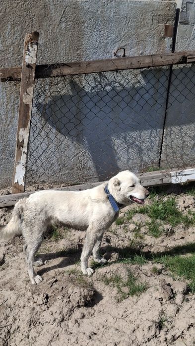 Алабай  сатылады