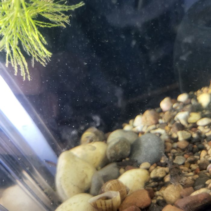 Akvarium 7-8 litrlik