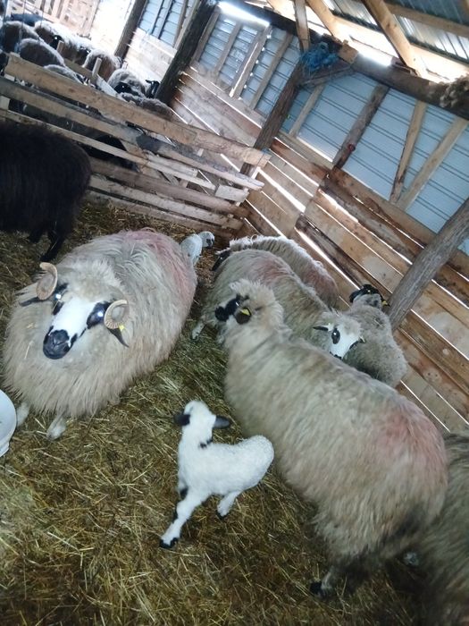 De vanzare 10 mioare