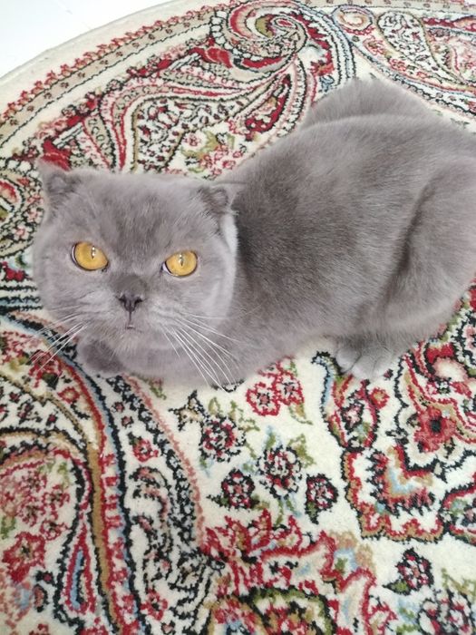Продаётся кот шотландский вислоухий