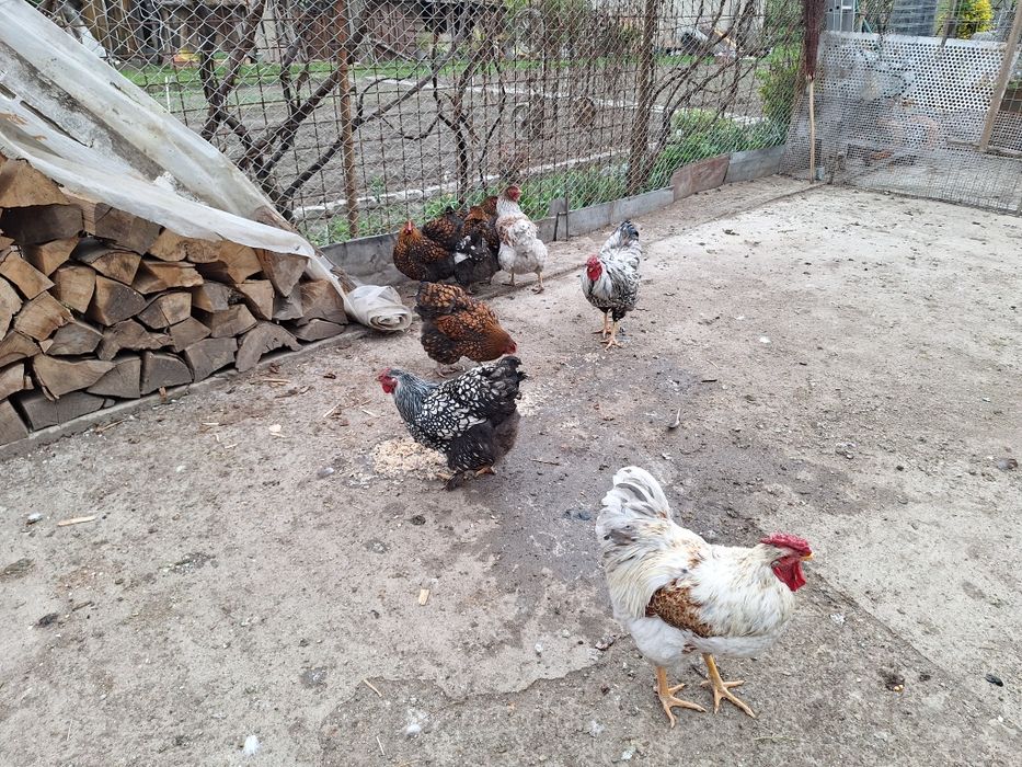 Vind găinii  wiadota și cocosi 150buc