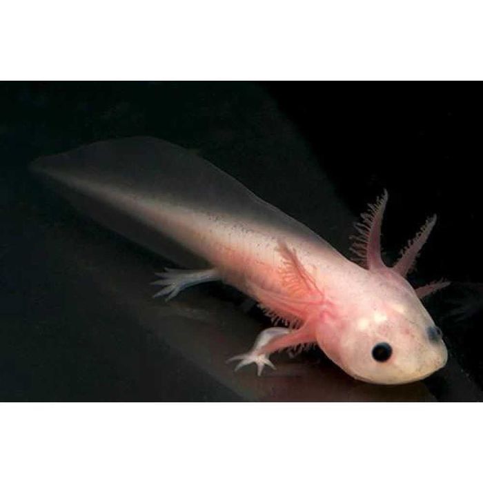 малки Аксолотъли - Воден саламандър