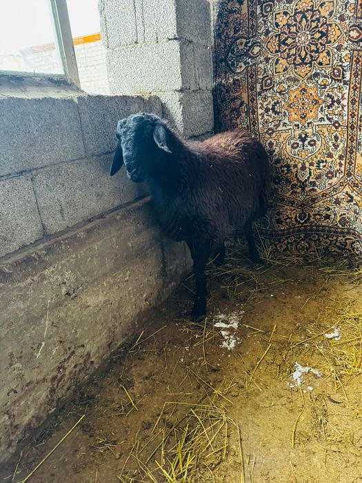 Продам зрелых баранов