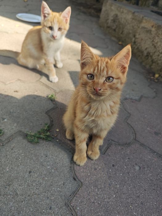Отдам классных котят в добрые руки