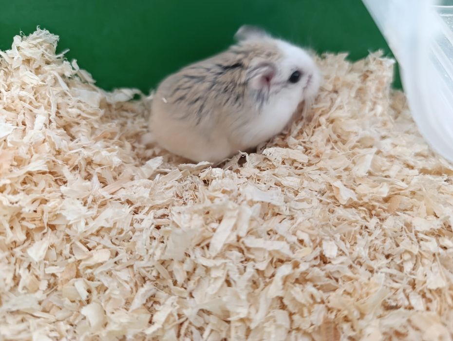 Donez hamsteri .