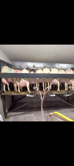 Vand capre si iedute saanen