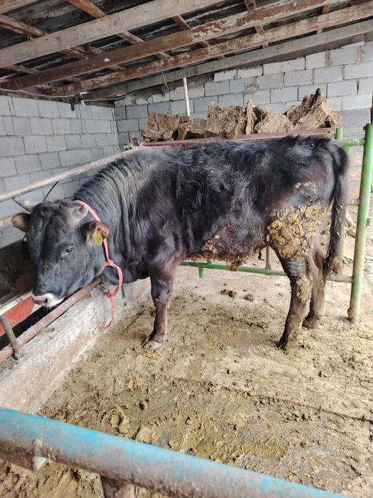 Бұқа сатылады откормда тұрған