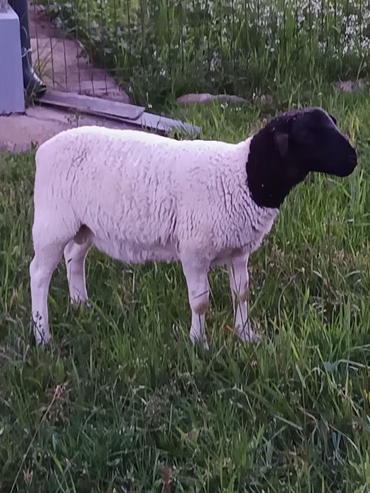 Berbecuți Dorpat de vinzare