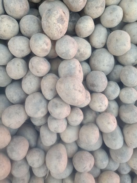 Продам семена картофеля
