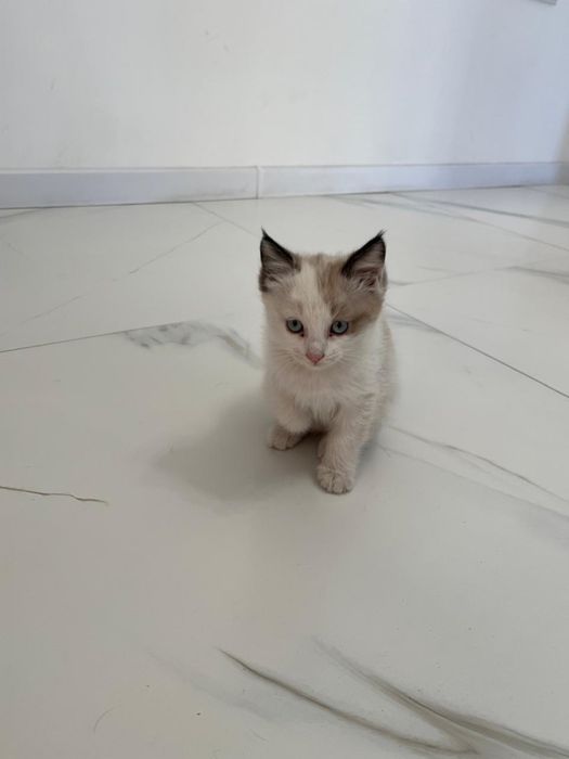 Отдам котенка в хорошие руки