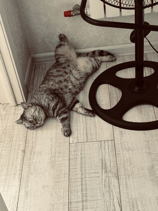 Кот британской красивая