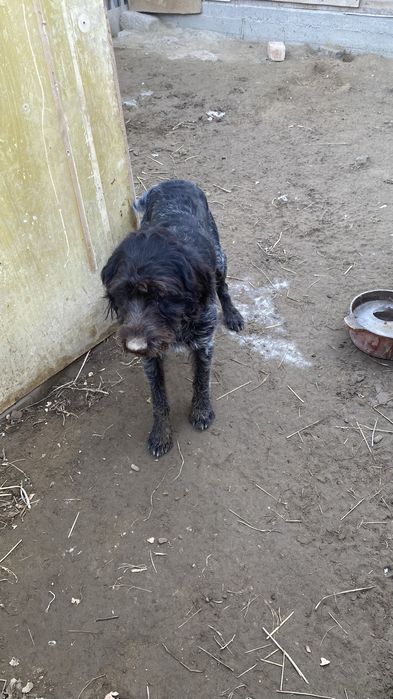 Дратхаар кабель гатовый охотник