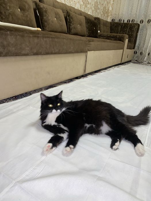 Продается кошка мушу сотилади
