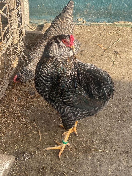 Vând cocoși susex porțelan, australop, aurucana barat