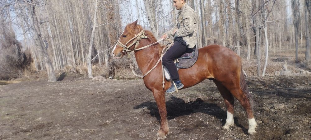 От сотилади зудлик Билан