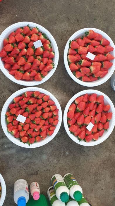 Kareski solhan qulupnay mevalari sotuvda