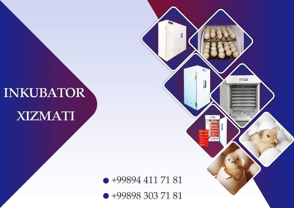 Inkubator hizmat zangiotada joylashgan