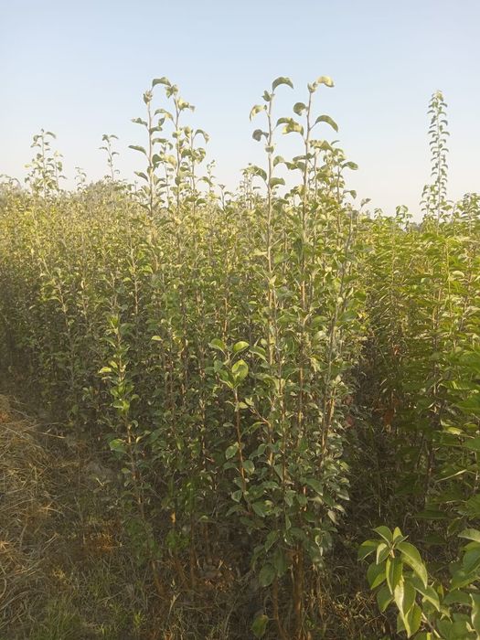 Limon va manzarali daraxtlar